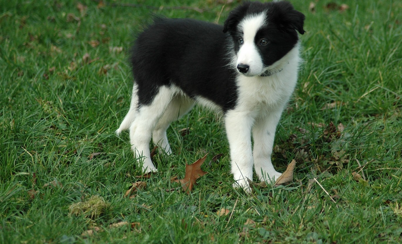 The Importance of Vaccinating Your Pet Winter Garden Animal Hospital