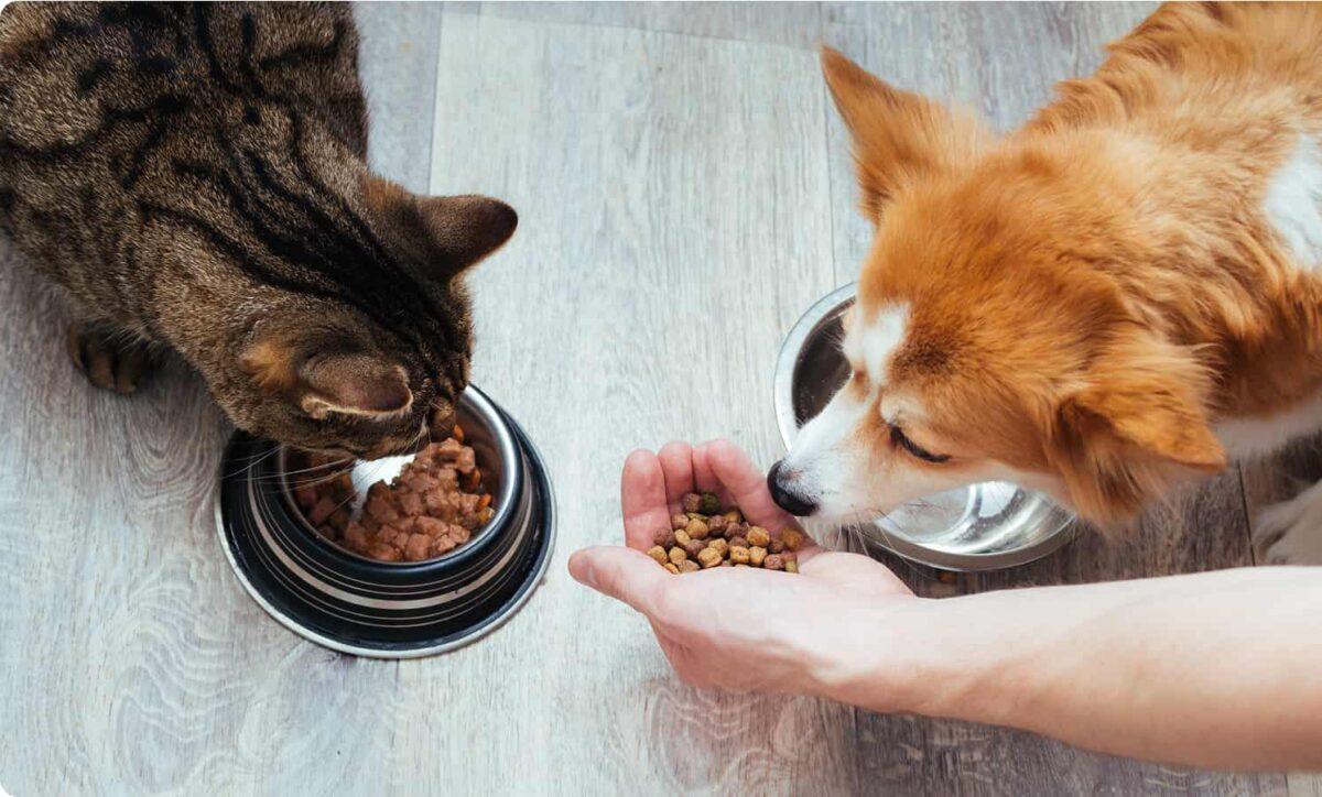 A dog and cat eat food next to each other.